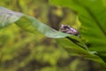Brown cute frog on green leaf. Royalty Free Stock Photo