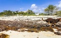 Brown cute funny dog play playful on the beach Mexico