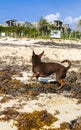 Brown cute funny dog play playful on the beach Mexico