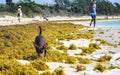 Brown cute funny dog play playful on the beach Mexico