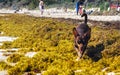 Brown cute funny dog play playful on the beach Mexico