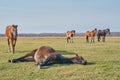 The brown cute horse sleeps peacefully on his side, lying on the grass, and snores. A herd of horses grazes in a pasture late