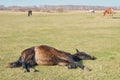 The brown cute horse sleeps peacefully on his side, lying on the grass, and snores. A herd of horses grazes in a pasture late