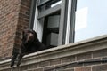 Brown cute Labrador retriever at window