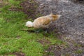 Brown cute polish chicken walks on grass