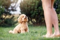 Brown cute poodle puppy sitting on the grass, looking up and waiting her team. Pet owner train his dog poodle in the park Royalty Free Stock Photo