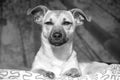 Brown cute puppy dog on white background - black and white photo of rescue pet dog with adorable eyes Royalty Free Stock Photo