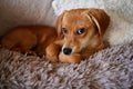 Brown cute puppy with lonely emotion resting on a bed