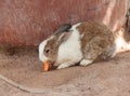 Cute rabbit eat carrot on ground