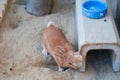 A brown cute rabbit scrathing his neck with concrete tunnel, little bunny Royalty Free Stock Photo