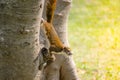 Brown cute single squirrel walking on a tree near a green grass.