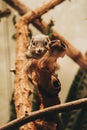 A brown cute squirrel looking with its adorable big eyes quite curious Royalty Free Stock Photo