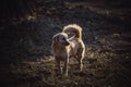 brown cute stray dog on day time Royalty Free Stock Photo