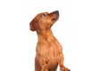 brown dachshund dog isolated over white background Royalty Free Stock Photo