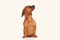 brown dachshund dog isolated over white background Royalty Free Stock Photo