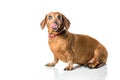 Brown Dachshund dog with pink tongue portrait isolated over white background Royalty Free Stock Photo