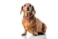 Brown Dachshund dog portrait isolated over white background Royalty Free Stock Photo