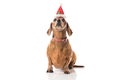 Brown Dachshund dog with red Christmas hat looking at camera  over white background Royalty Free Stock Photo