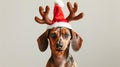 Brown dachshund dog with a Santa hat and reindeer antlers. Concept of Christmas costume, holiday pet, festive decoration