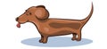 Brown dachshund dog