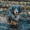 Brown dachshund dog walking on an unpaved dirt road, exploring the area on its own