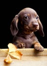 Dachshund puppy dog in the autumn garden