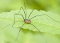 Brown Daddy-long-legs Royalty Free Stock Photo
