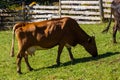 Brown dairy cow grazing on a pasture. More cows in the background. Symbol for happy animals, ecological and environmental-friendly