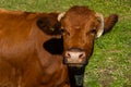 Brown dairy cow grazing on a pasture. More cows in the background. Symbol for happy animals, ecological and environmental-friendly