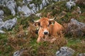 Brown dairy cow laying on a meadow.