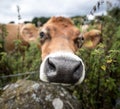 A brown dairy cow portrait and large sniffing nose