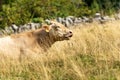 Brown dairy cow resting in the grass - Italian Alps Royalty Free Stock Photo