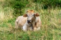 Brown dairy cow resting in the grass - Italian Alps Royalty Free Stock Photo