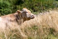 Brown dairy cow resting in the grass - Italian Alps Royalty Free Stock Photo