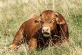 Brown dairy cow resting in the meadow - Italian Alps Royalty Free Stock Photo