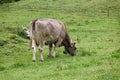 Brown dairy cow right side from behind with big horns and bell around neck on a green mountain meadow eating grass, spring day Royalty Free Stock Photo