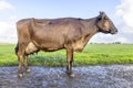 Brown cow standing in a pasture, full length on a muddy road, dairy stock with brown coat, side view, full round pink udder and