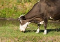 Brown dairy cow on a summer pasture. Royalty Free Stock Photo