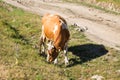 Brown dairy cow on a summer pasture. Royalty Free Stock Photo