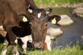 Brown dairy cow on a summer pasture. Royalty Free Stock Photo