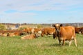 Brown Dairy Cows