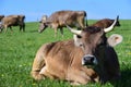 Brown dairy cows are in a pasture in southern Germany and lie or stand in the grass, in spring, against a blue sky Royalty Free Stock Photo