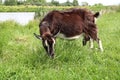 Brown dairy goat grazing in a meadow near the lake