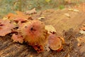 Brown decaying mushrooms on a dead tree trunk the forest floor Royalty Free Stock Photo