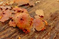 Brown decaying mushrooms on a dead tree trunk the forest floor Royalty Free Stock Photo