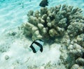 Brown Damselfish, Surgeonfish and Coral