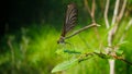 Brown damselfly