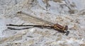 a brown damselfly dragonfly