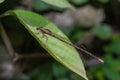 The Brown Damselfly Zygoptera