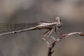 The Brown Damselfly Zygoptera